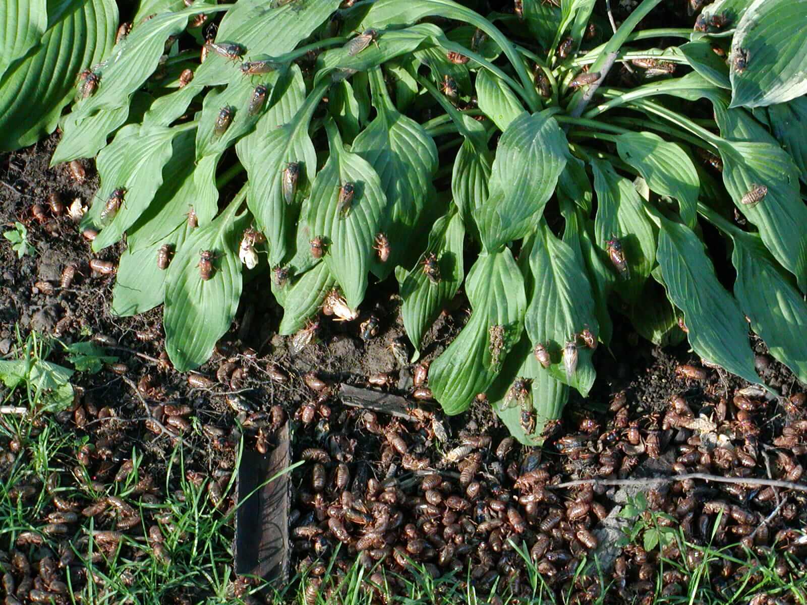 Once every 17 years, when the ground warms with the arrival of spring, the cicadas emerge from underground. Photo: Greg Hume, CC BY-SA 3.0