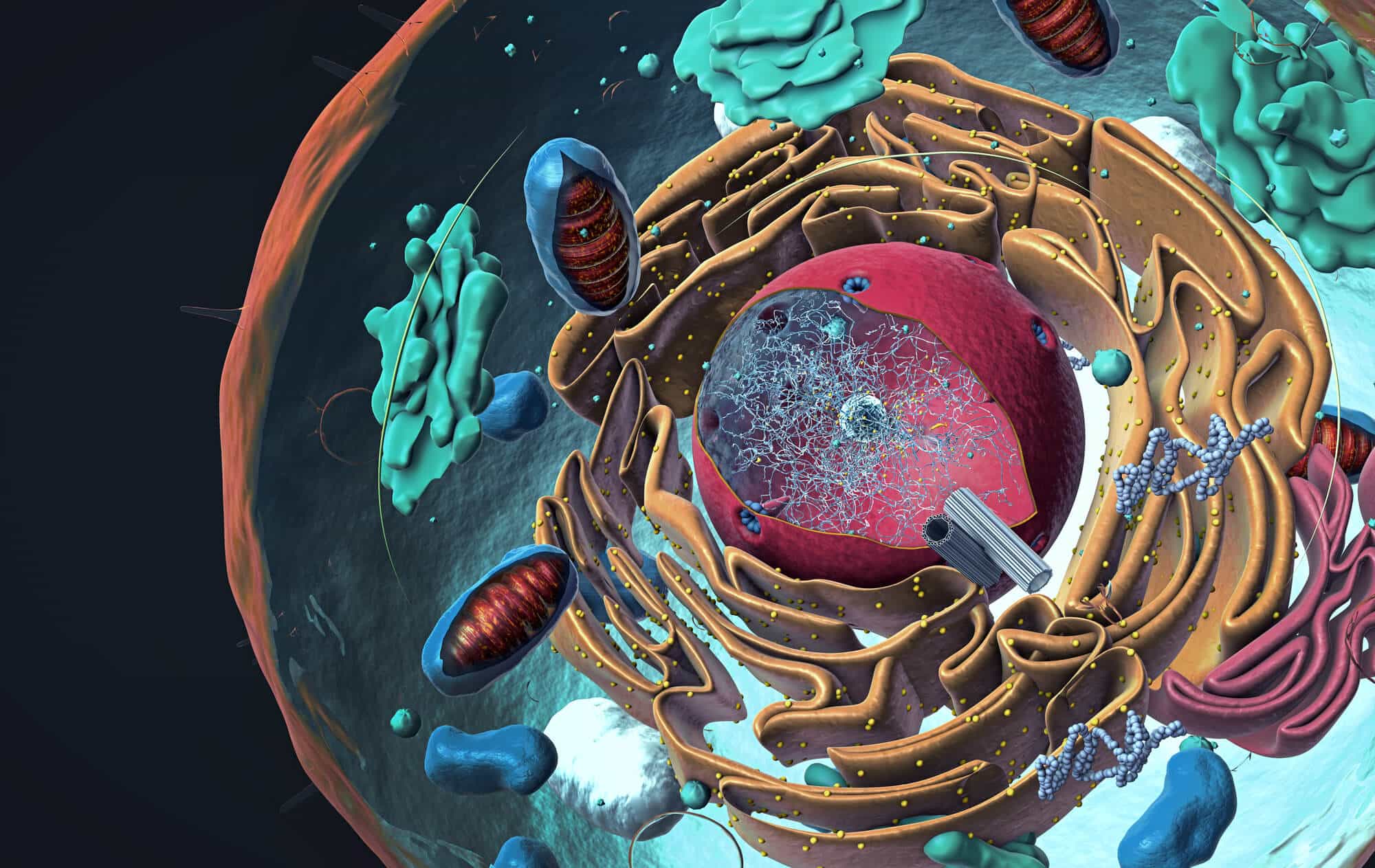 Illustration of a eukaryotic cell containing a nucleus, organelles and a membrane. Photo: depositphotos.com