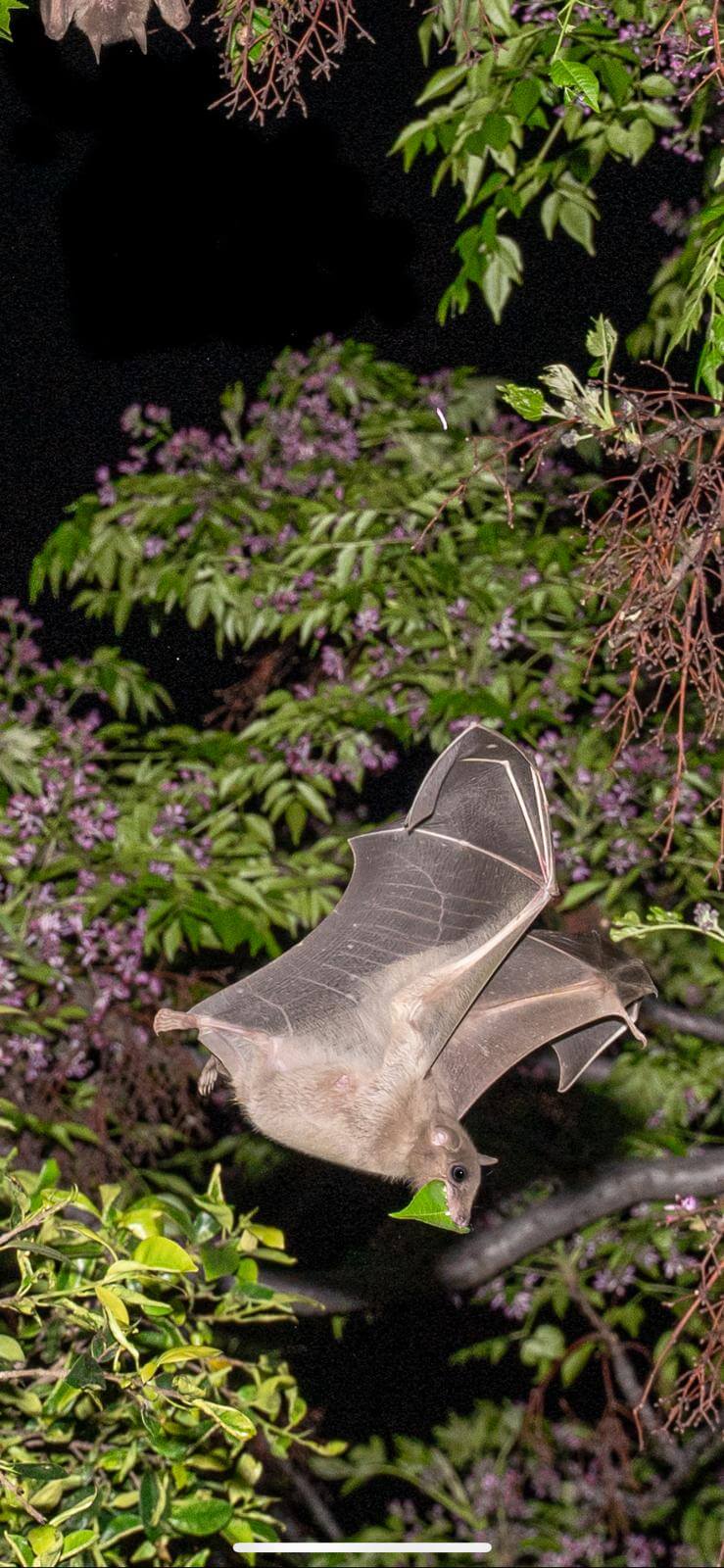 Bats in isolation. Photo: Yuval Barkai