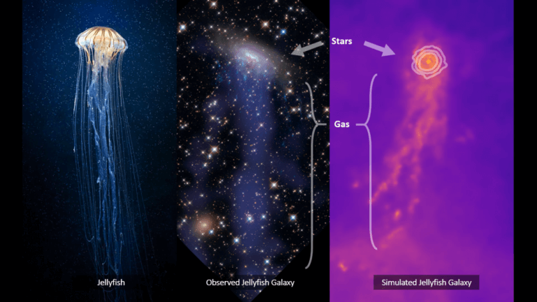 גלקסיות בצורת מדוזות. התמונה באדיבות דר אלעד זינגר ו-Kiyun Yun - סטודנט לדוקטורט בקבוצת המחקר בגרמניה
