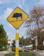 שלט המתריע על איזור שבו מסתובבים חזירי בר בחיפה. צילום: עיריית חיפה