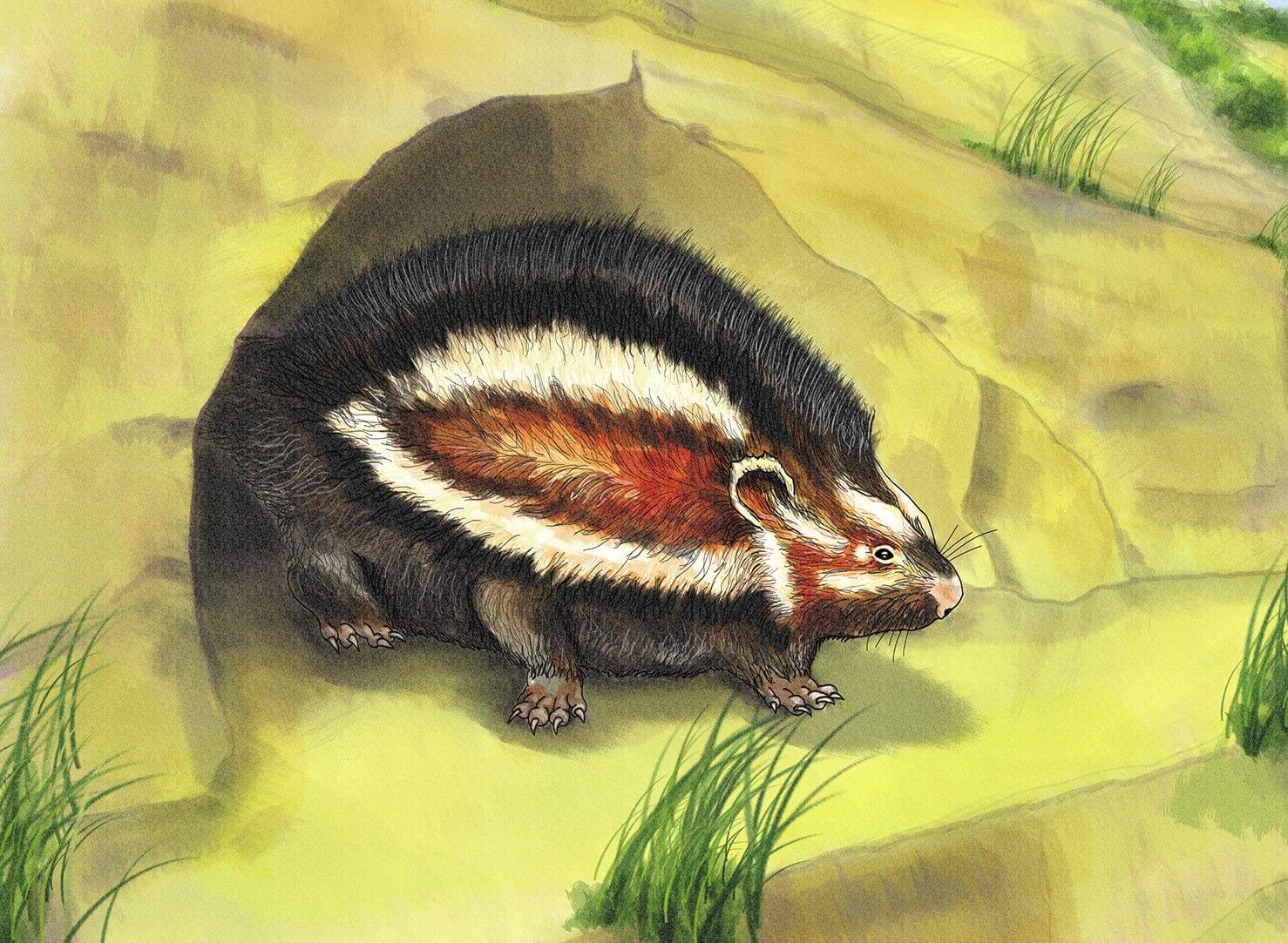 crested_rat_insitu שחזור של חולדת הרעמה - איה מארק