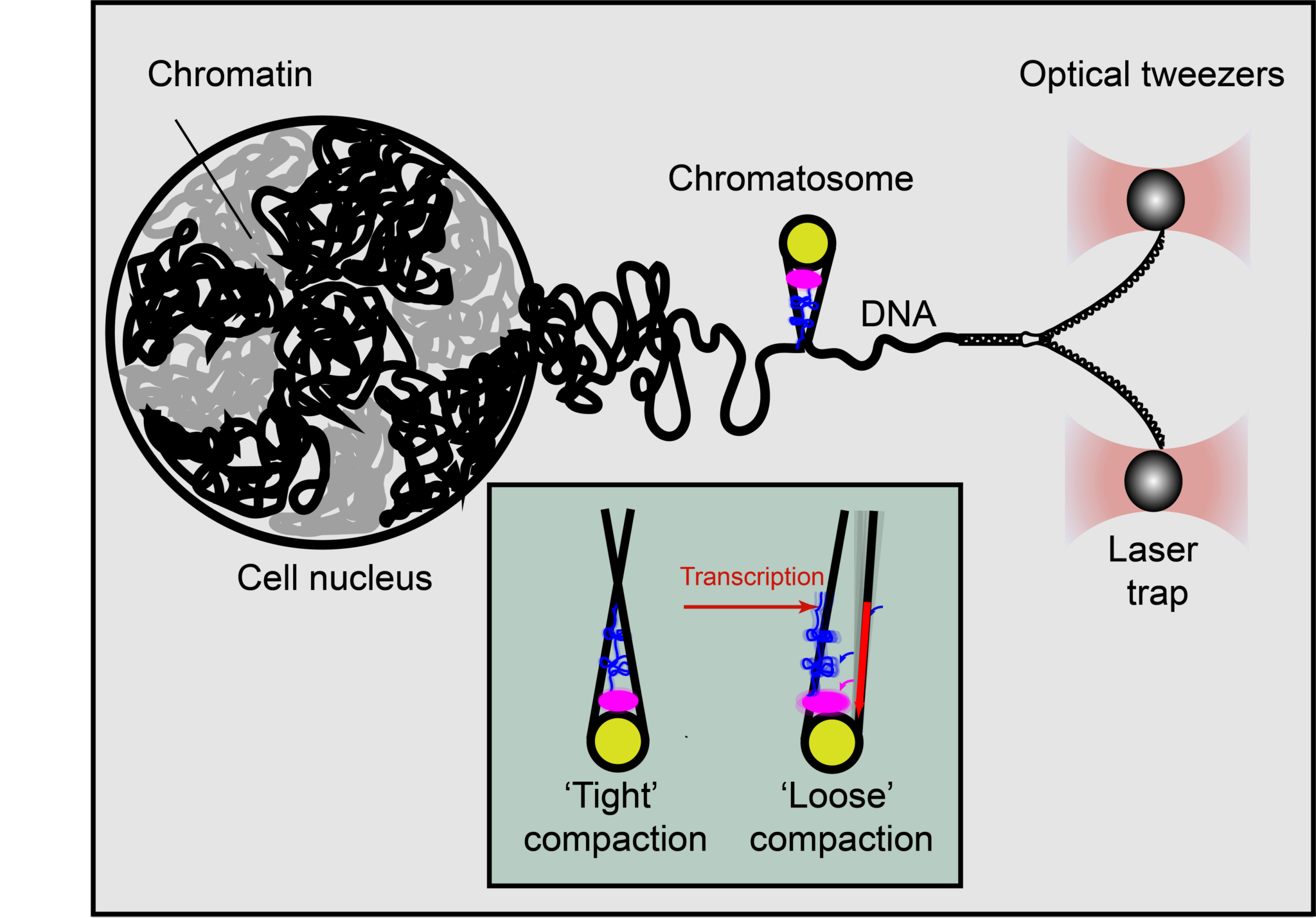 The optical tweezers on the right begin to unravel the DNA into its two strands. When the primer reaches the chromosome, it will be stopped by contacts between the histones [in yellow, pink and blue] and the DNA, and thus it will be possible to check whether it is an open (bottom right) or tight (bottom left) chromosome.