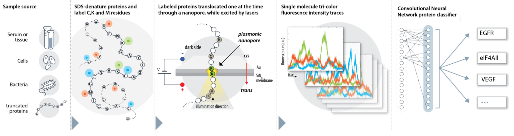 Description of the process that enables the identification of proteins at the single molecule level (from left to right) using nanonozzles. The proteins to be tested are specially labeled in specific areas and then pass through a nanohole illuminated by a laser. This is how the various markings are read. The optical signal received from each protein is read and collected and eventually passes to a neural network that identifies the protein with the highest probability.