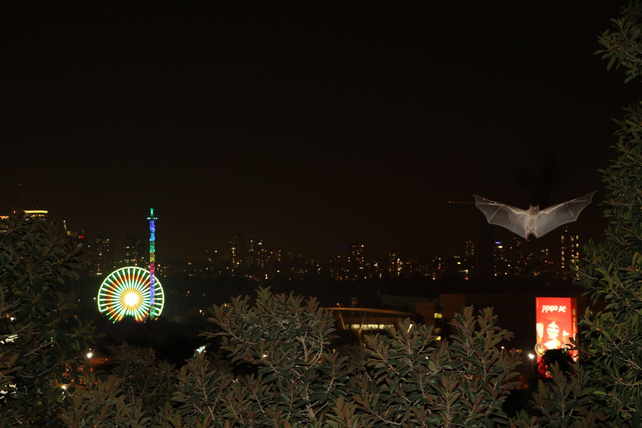 A bat against the background of the lights of Tel Aviv at night. Photo: S. Greif