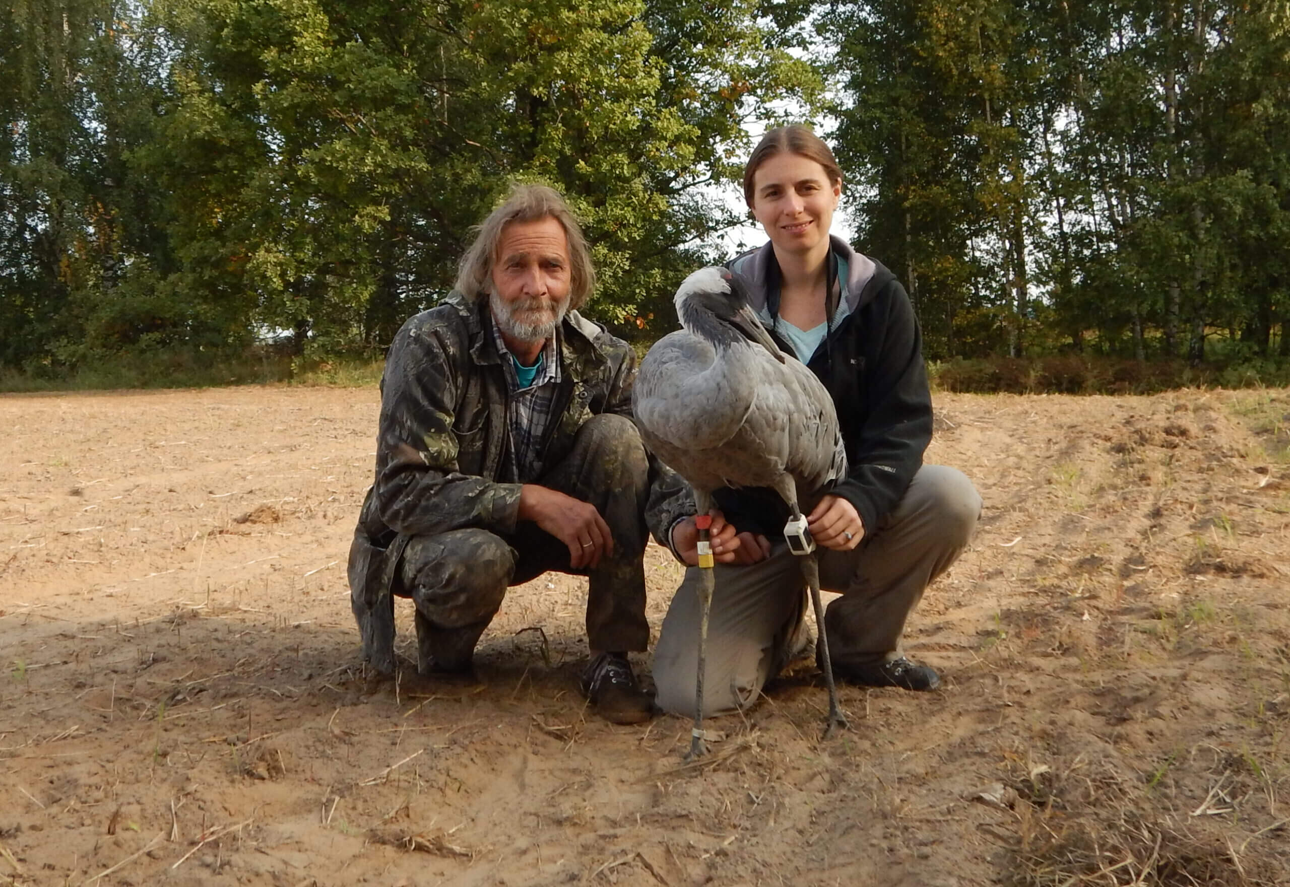 יורי מרקין וסשה פקרסקי בזמן לכידה ומשדור של עגורים ברוסיה. משדר GPS לבן וטבעות סימון צבעוניות נראות על רגלי העגור שנלכד ומושדר. צילום: סשה פקרסקי.