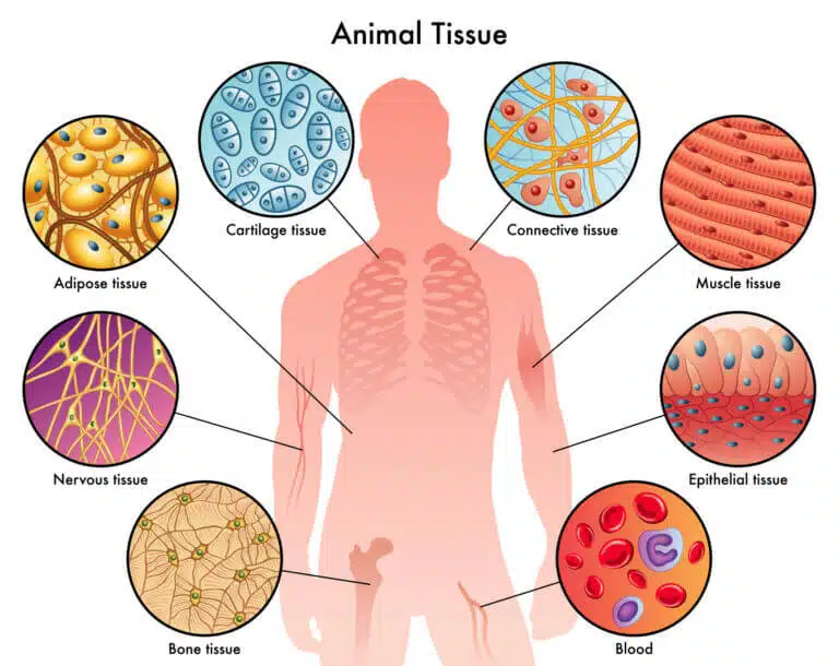 The types of cells in the human body. Illustration: depositphotos.com