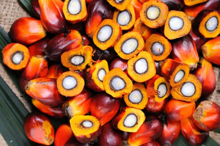 The palm oil fruit, the fruit from which the oils used in the food industry and as biofuel are extracted. Illustration: depositphotos.com