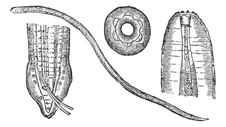 Spirocerca lupi worm, from different directions. . Illustration: depositphotos.com