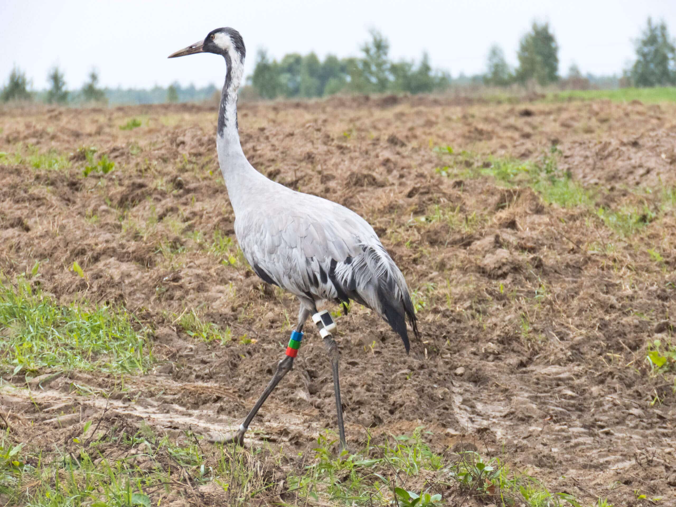 A crane released after capture and release. A white GPS transmitter and colored marking rings are visible on the legs of the captured and transmitted crane. Photo: Sasha Pekarski