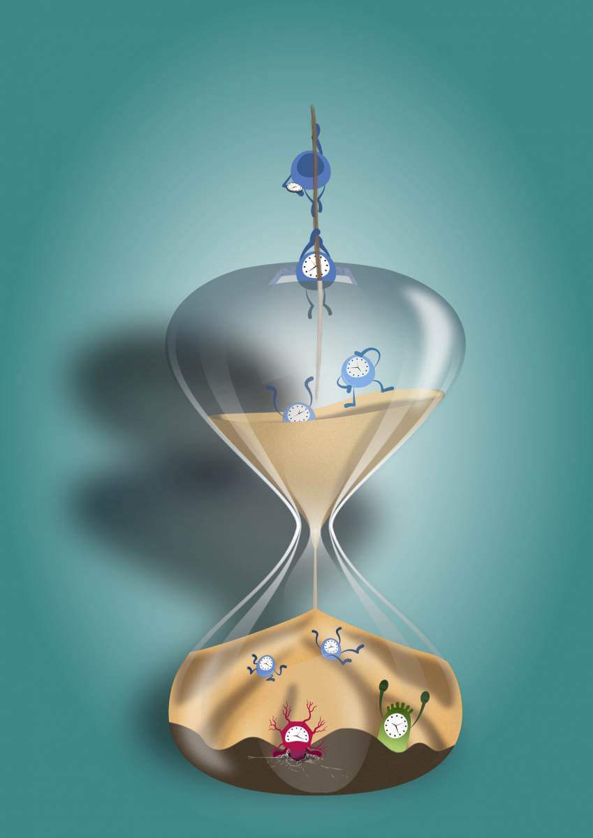 الساعة الرملية للجنين – مقترح فرضية مقدمة من العلماء إلى المجلة العلمية الخلية. "إن الفهم العميق للتطور الجنيني يتطلب النظر في البعد الزمني." بإذن من معهد وايزمان