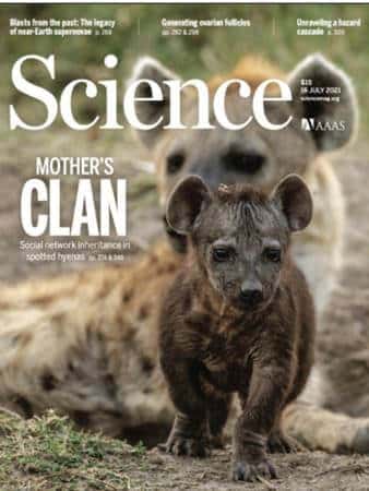 שער כתב העת סיינס המוקדש למחקר של ד"ר עמיעל אילני מאוניברסיטת בר-אילן אודות היחסים החברתיים אצל הצבועים