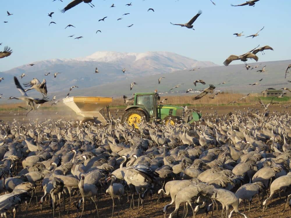 A tractor with a manure spreader at a feeding station in Emek Hula. The sprinkler is used to spread the corn kernels to feed the cranes during the winter to prevent damage to agriculture. Photo: Yuri Mirkin