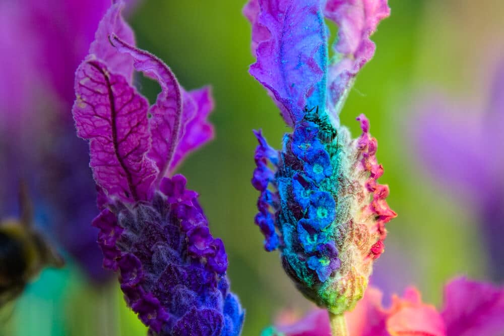 Butterflies feeding on lavender flowers camouflage themselves in the presence of ants. Photo: shutterstock