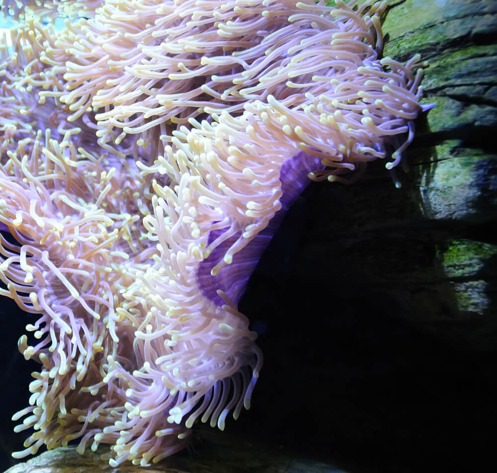 زنبق البحر النجمي Nematostella vectensis. الصورة: شترستوك