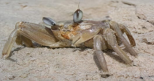 A crab without tongs that was cut by the vacationers. Photo: Prof. Reuven Yosef