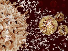 תאי פלסמה - תאי B של מערכת החיסון תוקפים נגיפים. המחשה: depositphotos.com