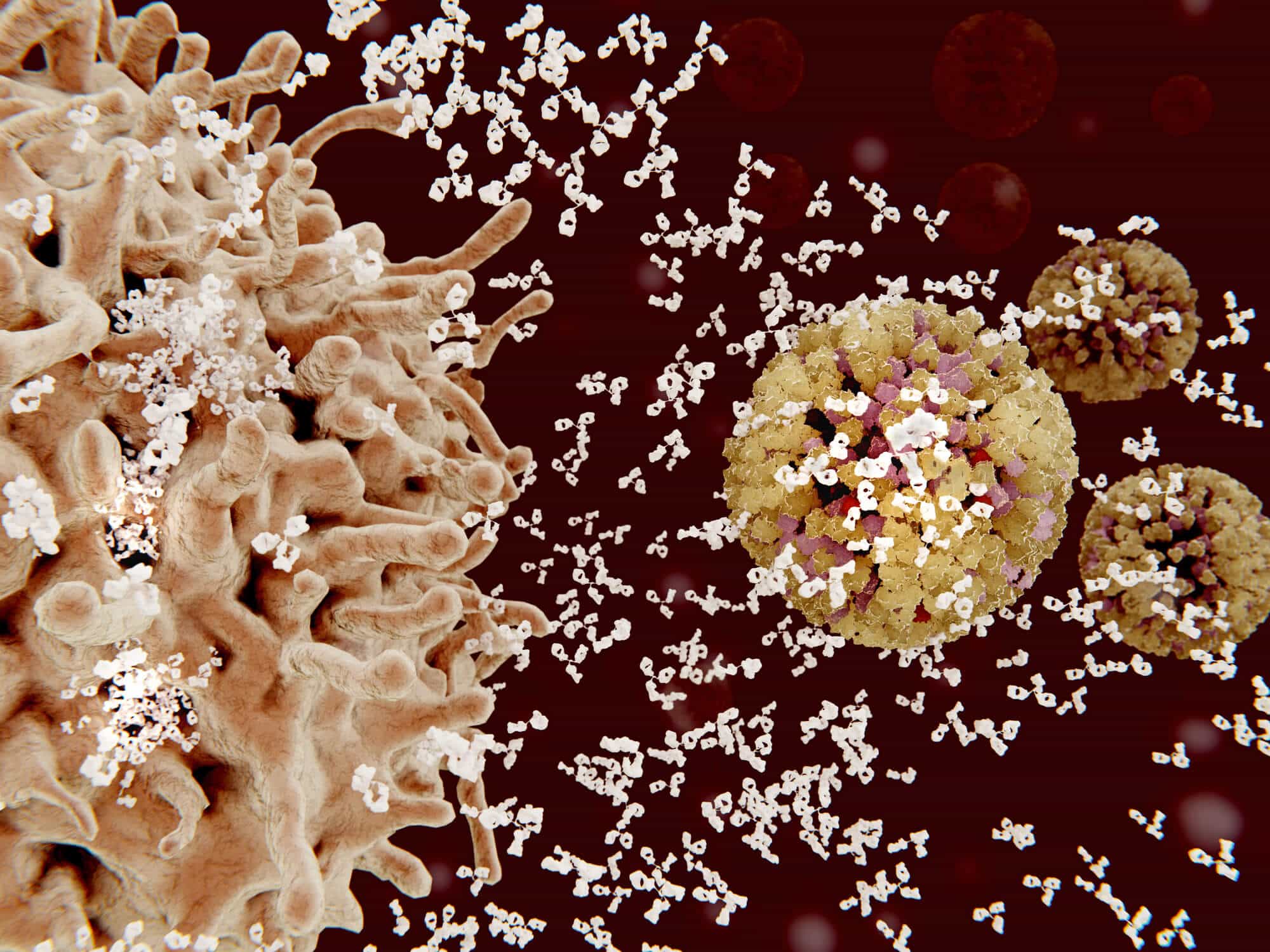תאי פלסמה - תאי B של מערכת החיסון תוקפים נגיפים. <a href="https://depositphotos.com. ">המחשה: depositphotos.com</a>