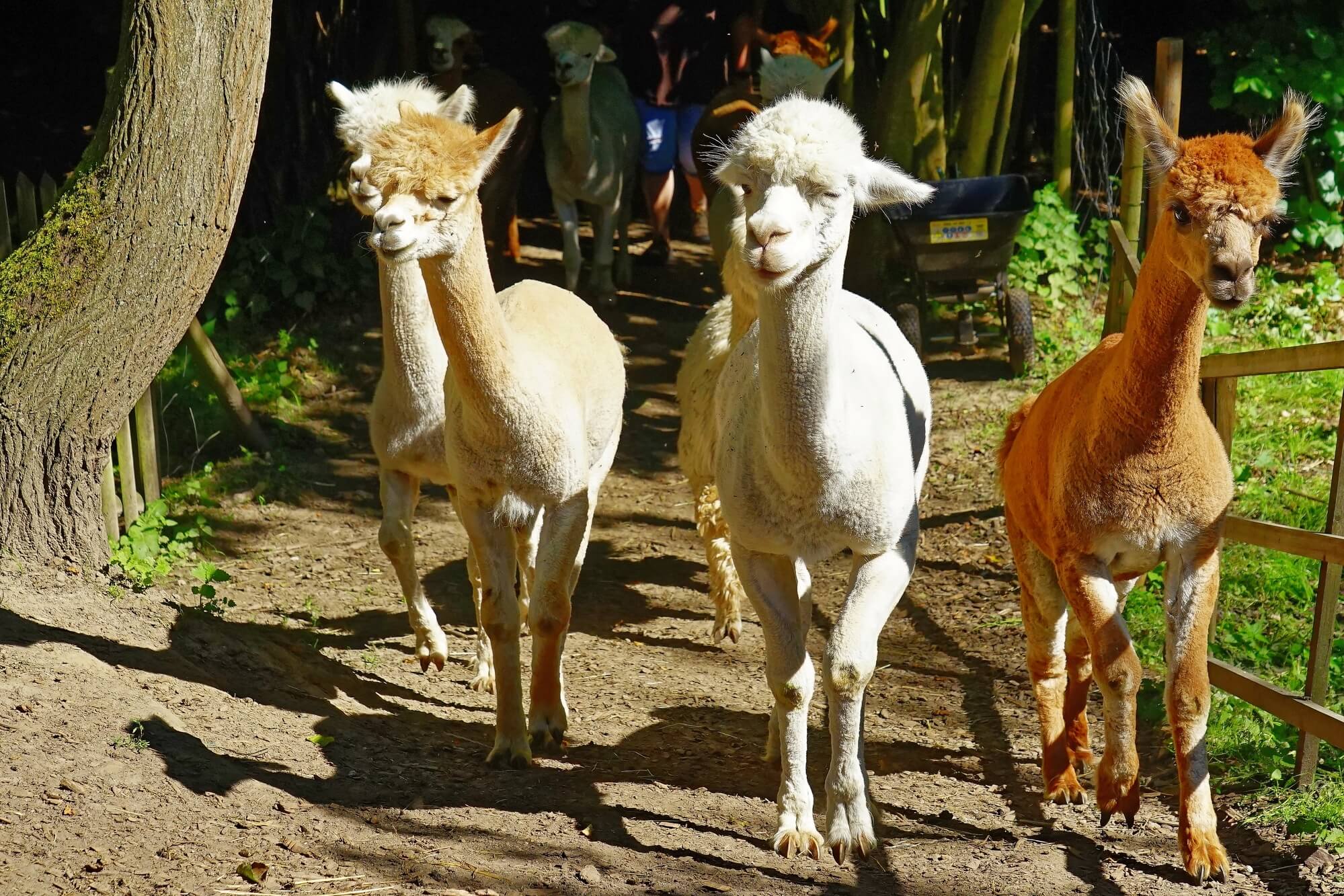 Antibodies isolated from llamas are effective against the delta strain of corona virus. Illustration: depositphotos.com