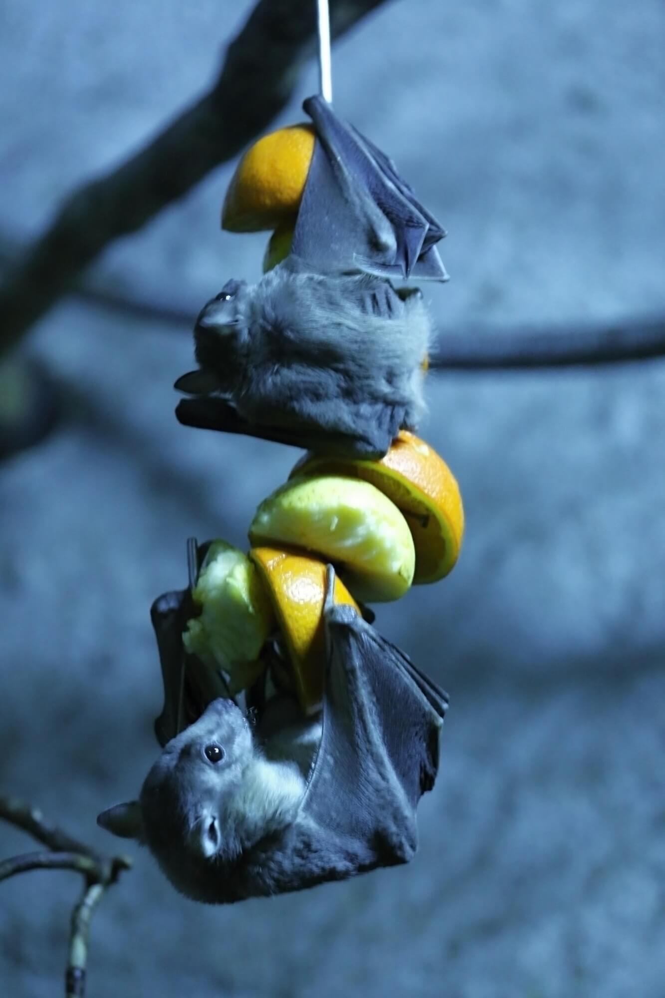 Egyptian fruit bat. Illustration: depositphotos.com