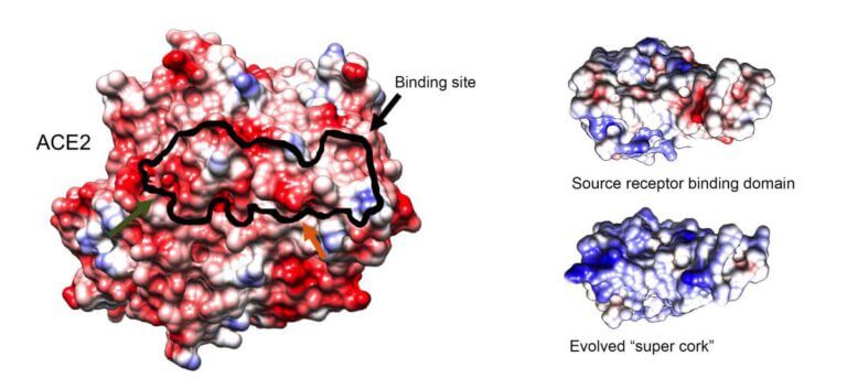 משמאל: מבנה חלבון ה-ACE2 (קווי המתאר השחורים מסמנים את אתר הקישור על-גבי הקולטן). מימין: אתר הקישור המקורי של הנגיף (למעלה) בהשוואה ל"פקק-העל" (למטה). פענוח מבנה החלבון התבצע על-ידי ד"ר נדב אלעד מהמחלקה לתשתיות למחקר כימי וד"ר אורלי דים המחלקה לתשתיות מחקר מדעי החיים באמצעות מיקרוסקופ אלקטרונים קריוגני. באדיבות מכון ויצמן