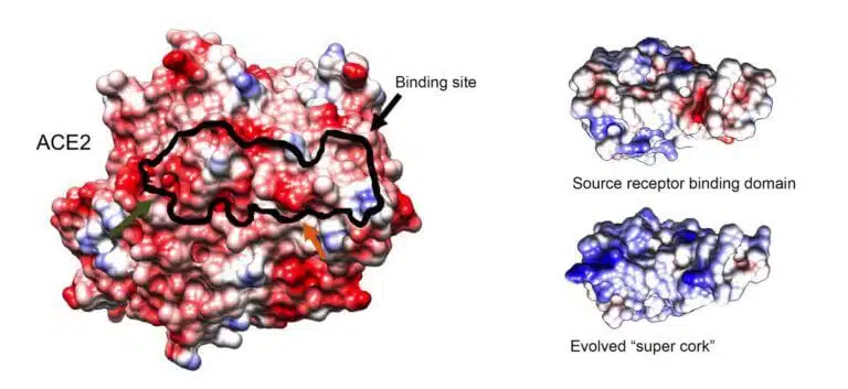 Left: the structure of the ACE2 protein (the black outlines mark the binding site on the receptor). Right: The original binding site of the virus (top) compared to the "super-plug" (bottom). Decoding the protein structure was carried out by Dr. Nadav Elad from the Department of Chemical Research Infrastructures and Dr. Orli Diem from the Department of Life Science Research Infrastructures using a cryogenic electron microscope. Courtesy of the Weizmann Institute