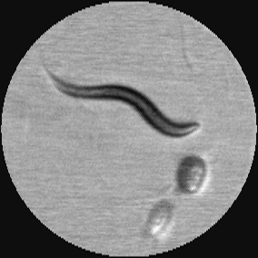 Photograph in motion of a worm. Courtesy of the Technion