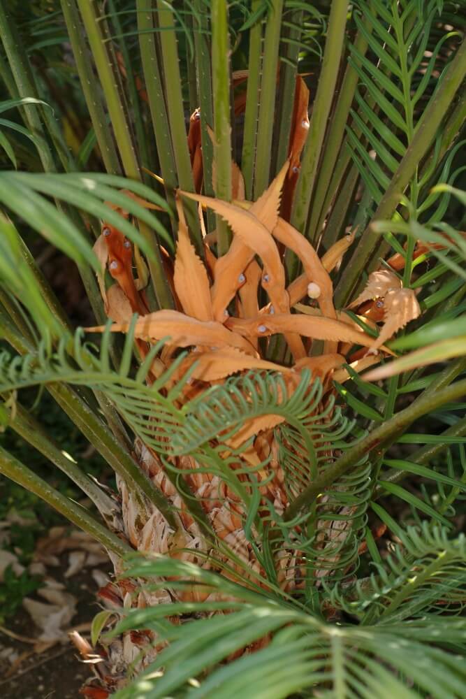 הצמח Cycas_thorasa, ציקס הגדל בגן הבוטני. צילום - דר' אורי פרגמן-ספיר, הגן הבוטני