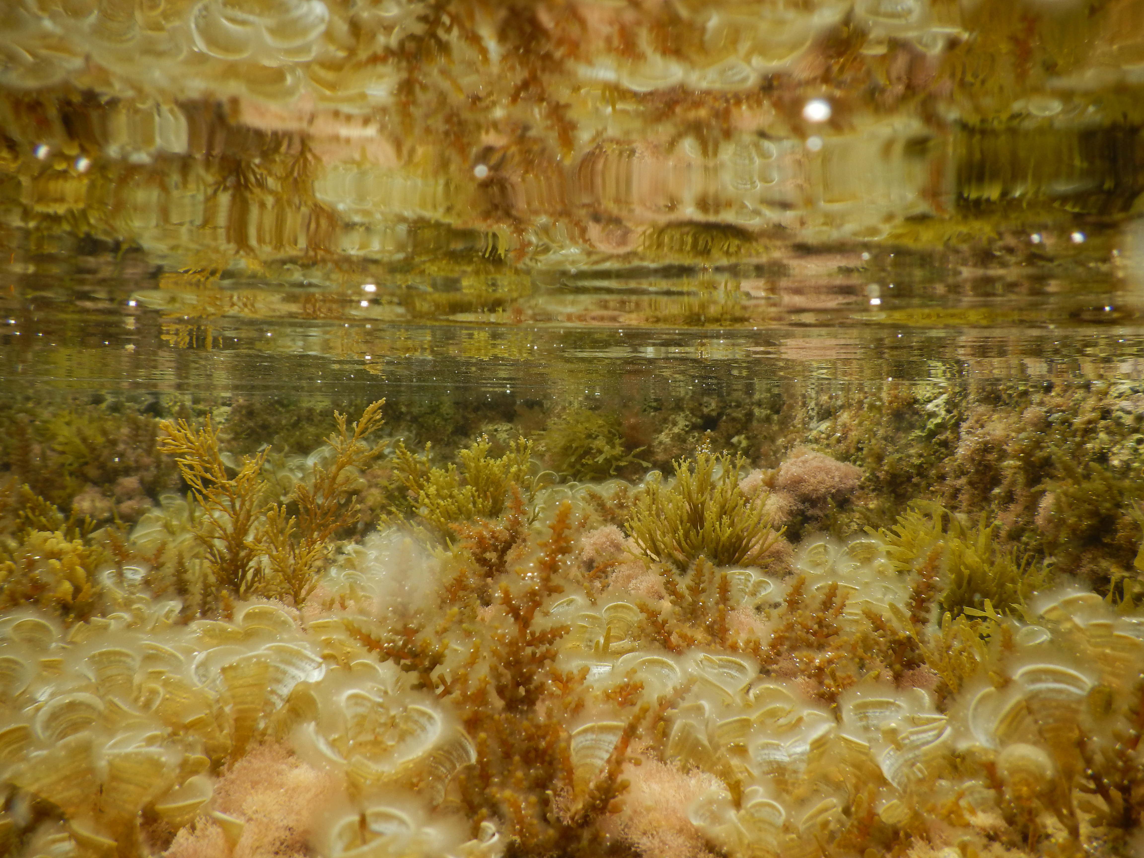 את שטחי הטבלאות הייחודיים מאכלסים מאות מינים של אצות ובעלי חיים, שביניהם מתקיים מארג מורכב של קשרי גומלין. צילום: פרופ' גיל רילוב