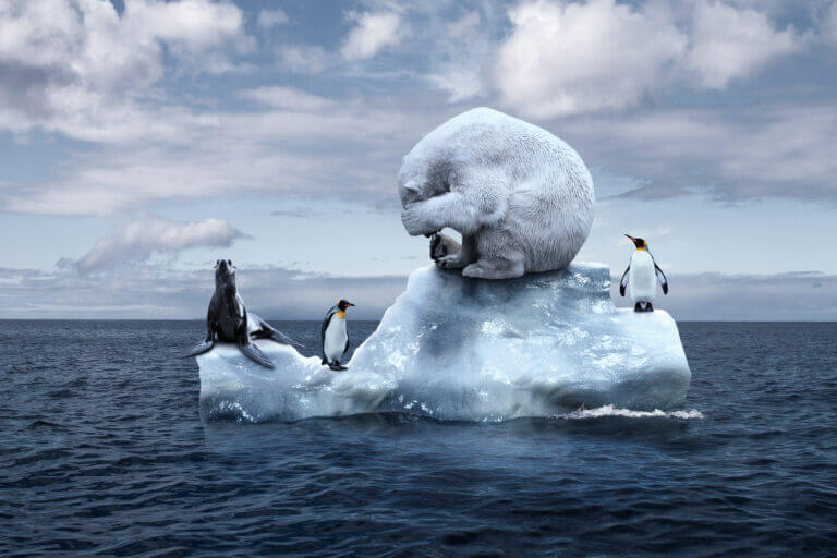 פינגוונים, דב קרח וכלבי ים על קרחון מתמוסס. זו המחשה - במציאות בעלי החיים הללו לא חיים באותם איזורים. איור: shutterstock