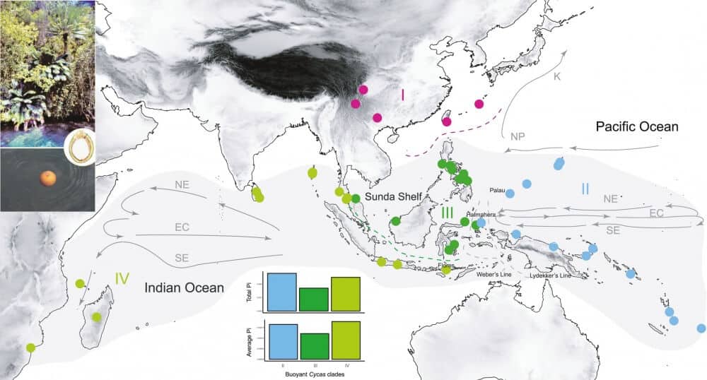 The ocean currents kept the cycads alive. From the research of Prof. Ran Natan, Hebrew University