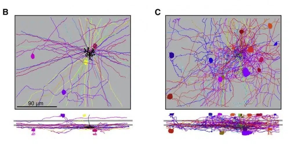 Cell populations that form synapses with the bipolar cells. From the article