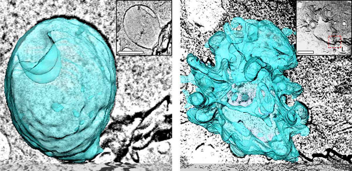 Splash: a large bubble before and after the squeeze (marked in turquoise). XNUMXD imaging in an electron microscope