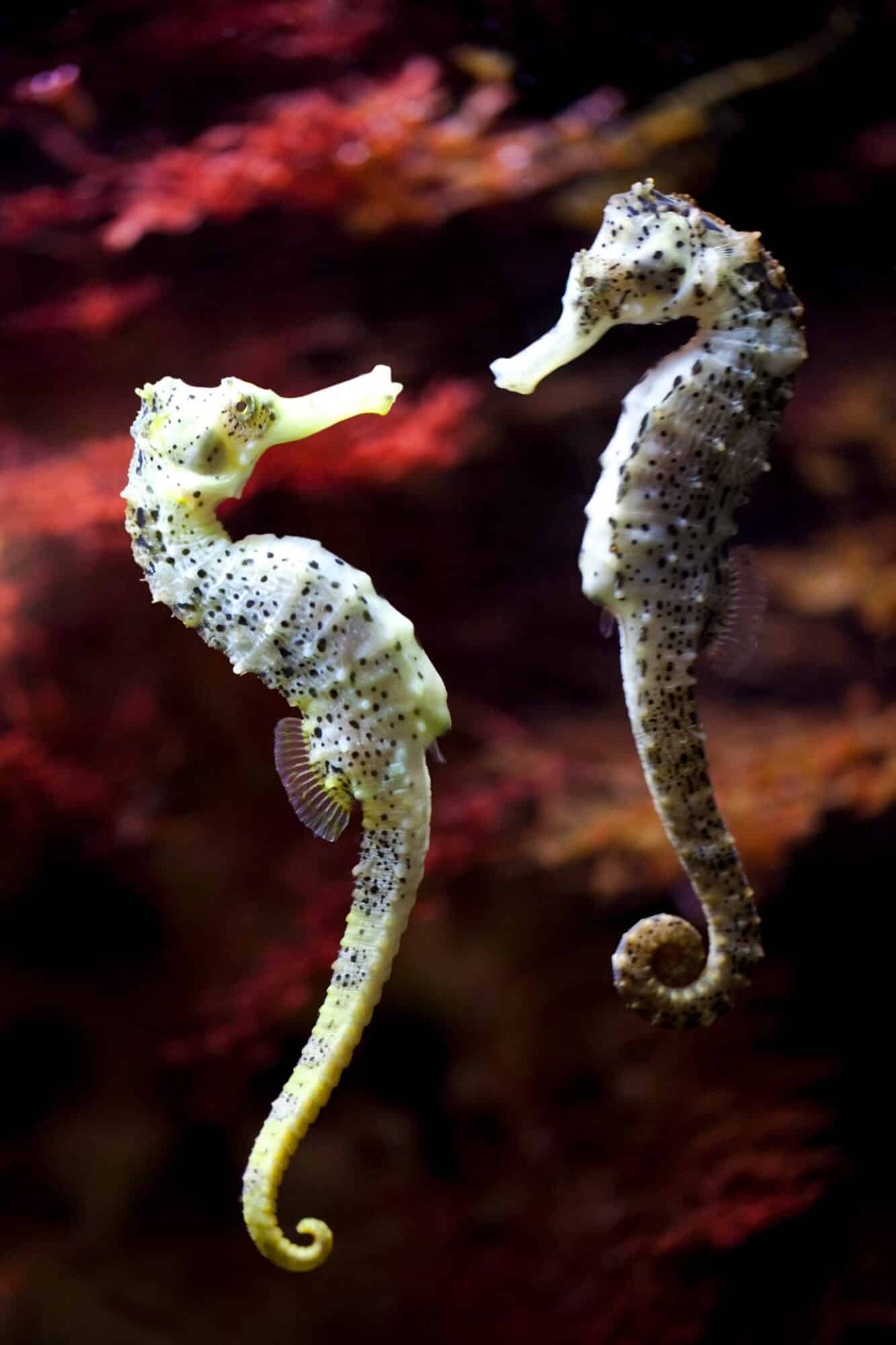 Seahorses. Illustration: depositphotos.com