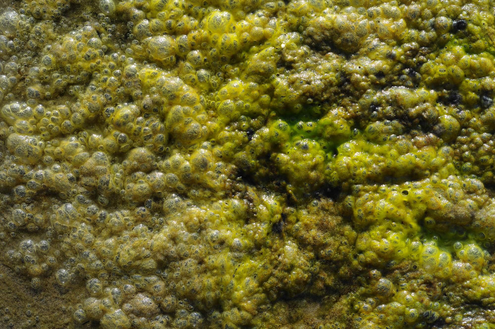 algae. Illustration: depositphotos.com