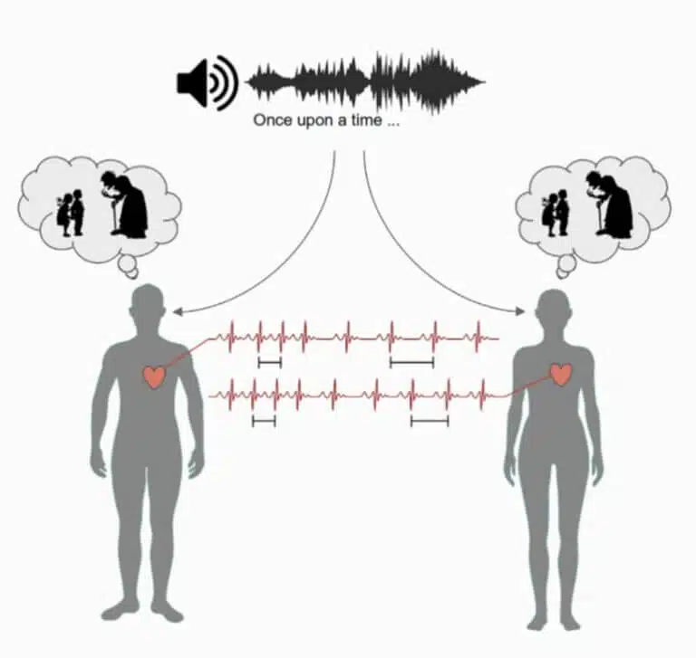 (The graphic illustration describes the research findings and shows that stories affect our heart rate and bind us together. The researchers found that attention to narratives may synchronize heart rate fluctuations between different individuals. Cardiac synchronization predicts memory and cannot be explained by breathing) Credit: Perez and Madsen et al./Cell Reports