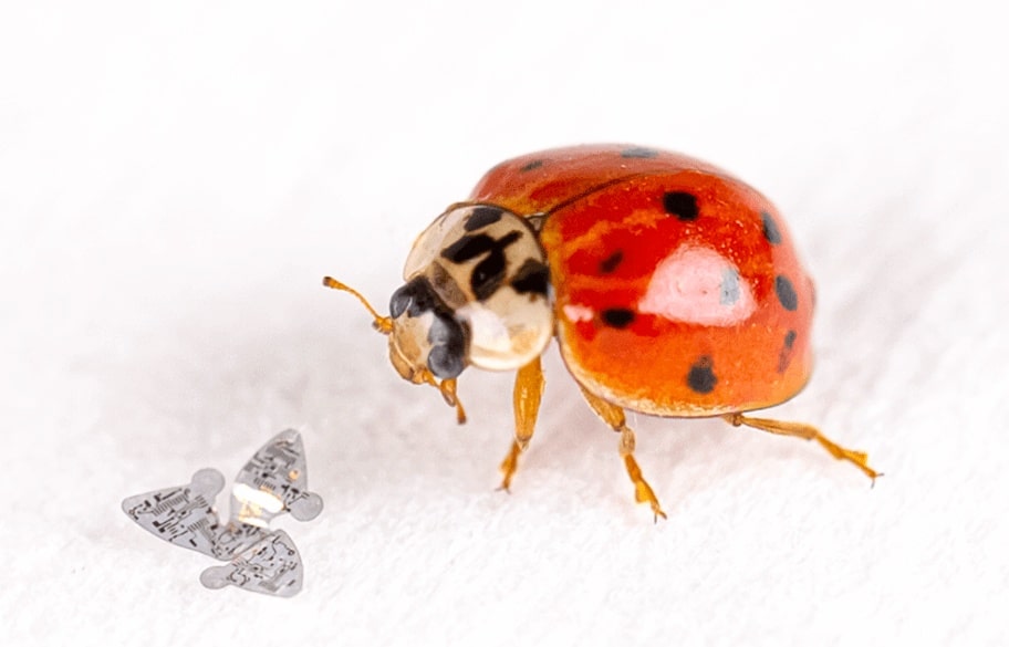 A micro-flyer compared to a ladybug. Source: Northwestern University