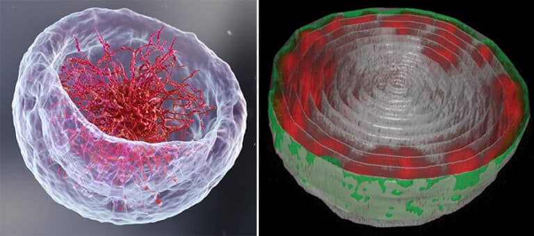 מימין: דימות מיקרוסקופ של גרעין תא שריר ברימת זבוב הפירות. שרשראות הדי-אן-אי (באדום) צמודות למעטפת הגרעין (בירוק). משמאל: הדמיית תלת-ממד של הסידור המרחבי המקובל המזכיר קערת מרק עשירה באטריות