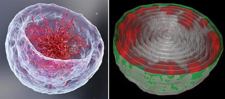 Right: Microscope images of a muscle cell nucleus in the fruit fly maggot. The DNA chains (in red) are attached to the nuclear envelope (in green). Left: XNUMXD visualization of the conventional spatial arrangement reminiscent of a bowl of soup rich in noodles