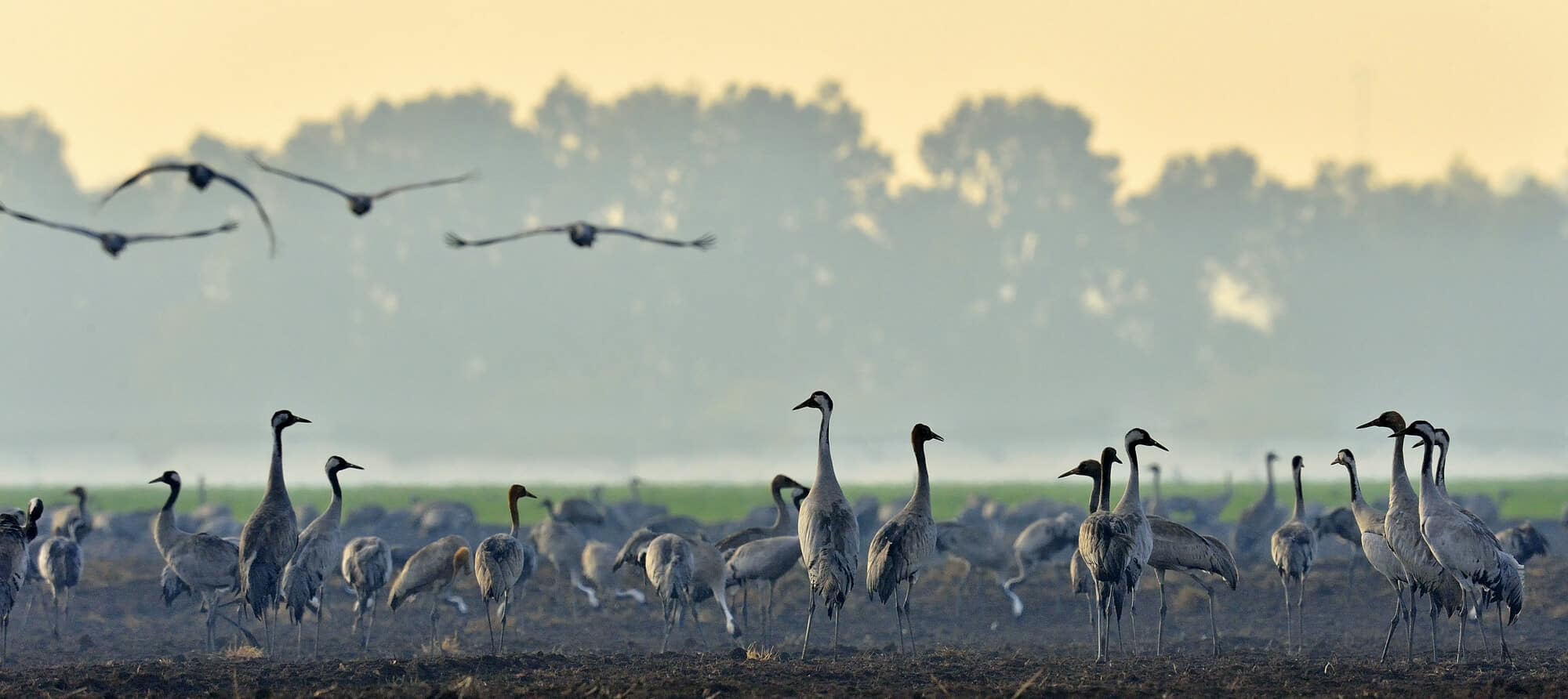 A selection of migratory bird species that stopped to rest in Agmon Hula. Illustration: depositphotos.com