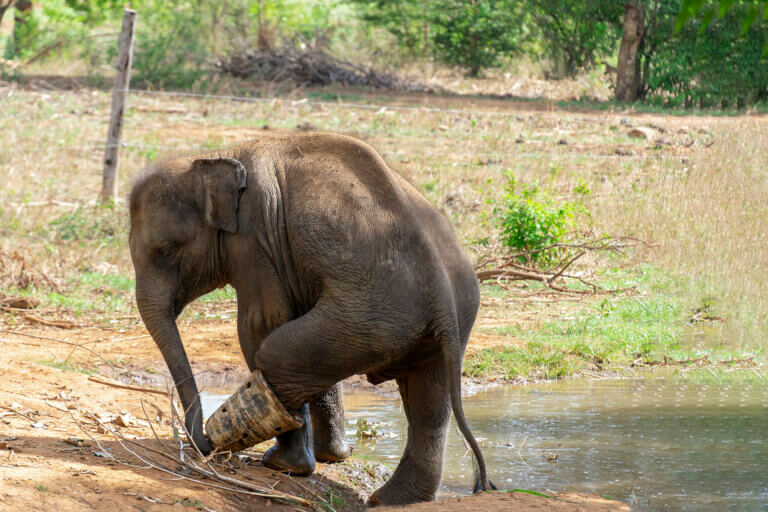 גור פילים חבוש לאחר שנקלע למלכודת, וניצל על ידי פקחים. המחשה: depositphotos.com