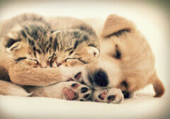 גורי חתולים וגור כלבים ישנים ביחד. המחשה: depositphotos.com