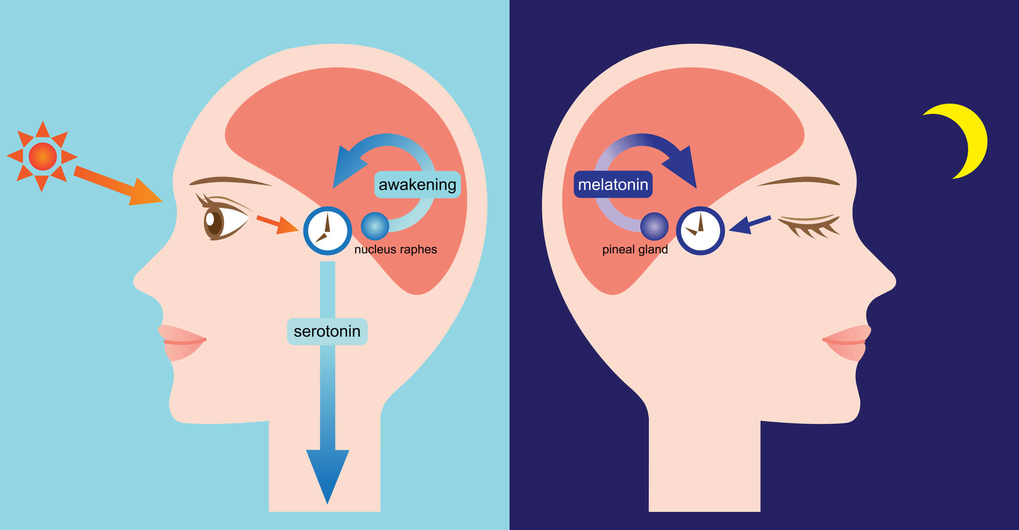 Biological clock. Illustration: depositphotos.com