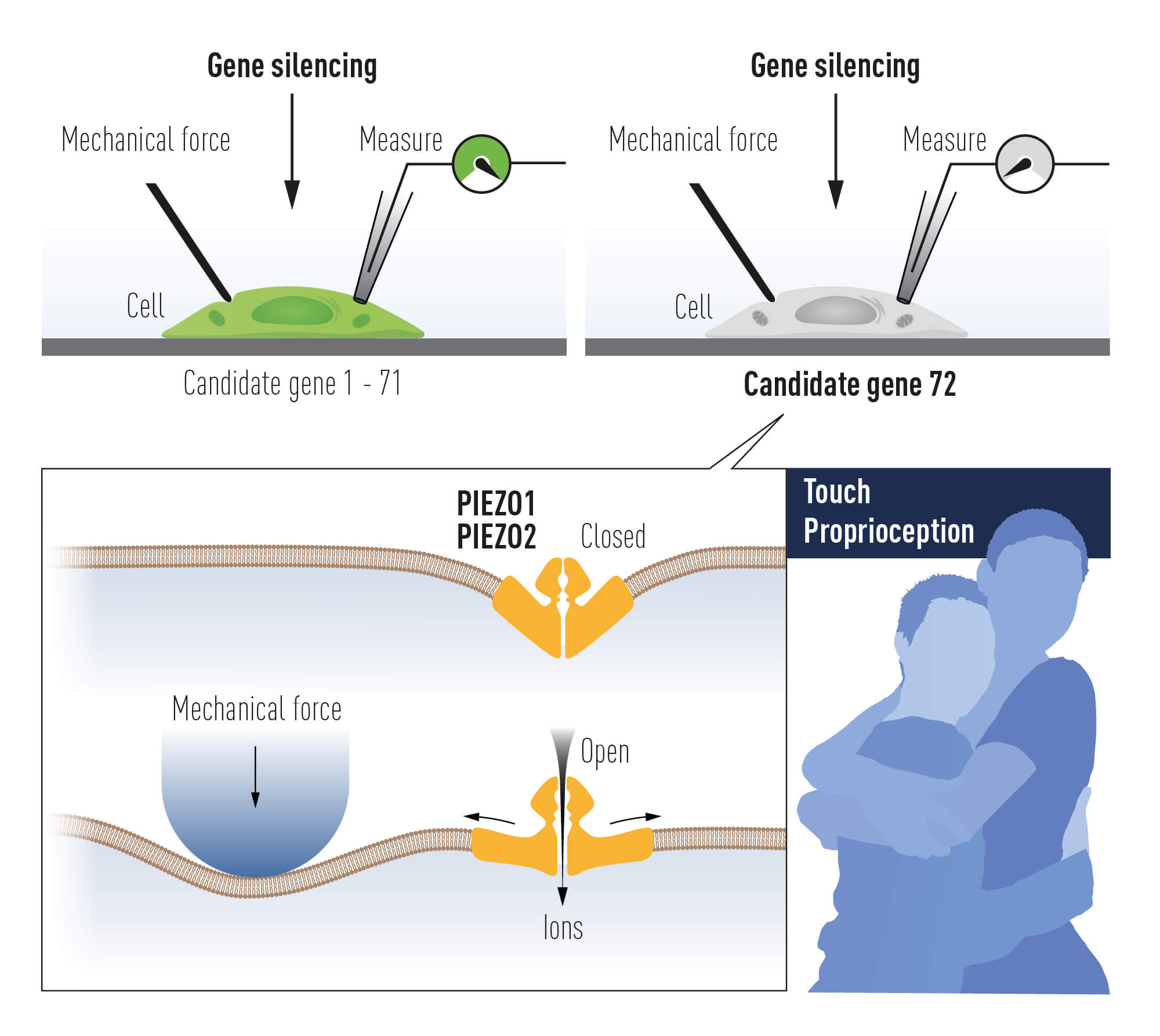 איור 3 – פאטאפוטיאן עשה שימוש בתאי תרבית על מנת לזהות תעלת יונים המשפועלת על ידי כוח מכאני. במסגרת ניסויים אלו זוהו שתי תעלות יונים חדשות:Piezo1  וכןPiezo2 . 