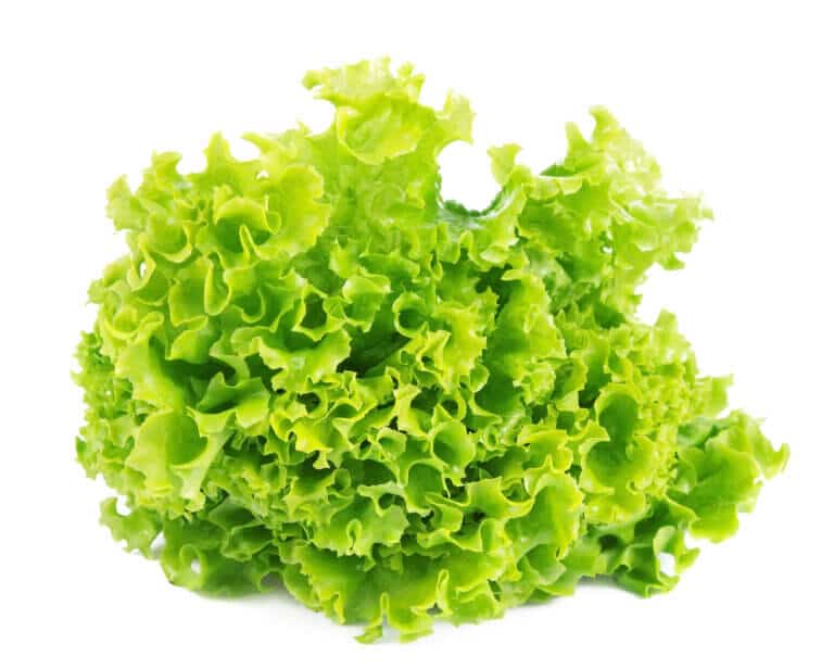 lettuce. Illustration: depositphotos.com