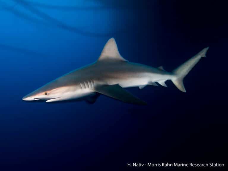 shark fin. Photo: Hagi Nativ, Charni School of Marine Sciences, Haifa University