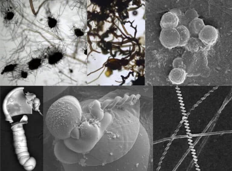 A composite image showing some of the types of fossil-like specimens formed by chemical reactions that can be found on Mars. Credit: Sean McMahon, Julie Cosmidis and Joti Rouillard