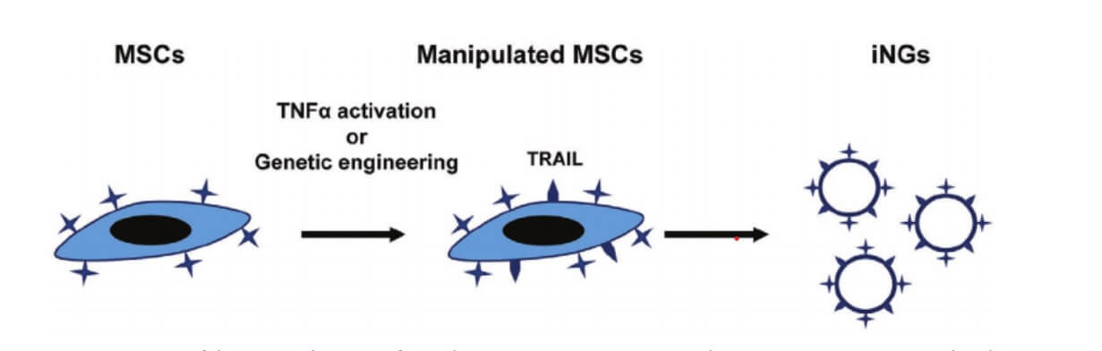 Schematic description of the preparation of the Nano-Ghosts from cells that have been genetically or metabolically manipulated and now express the TRAIL protein on their surface. These cells, equipped with the Nano-Ghosts cancer targeting mechanism and the TRAIL protein, can reach the cancer site and fight it effectively using one millionth the concentration of the active substance that is required without this system