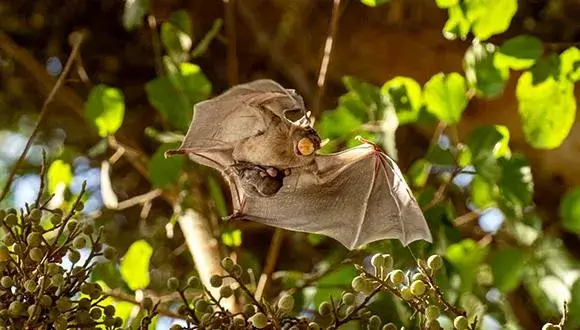 גור עטלף פירות ואמו (צילום: יובל ברקאי)