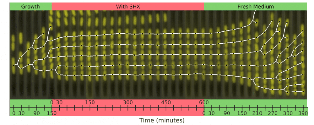 In the picture: in the red part: a bacterium in a "stress state" - which does not grow. In parts in green: regrowth the pressure is off.